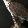 Ausgestopfter Gyr- Saker Falcon