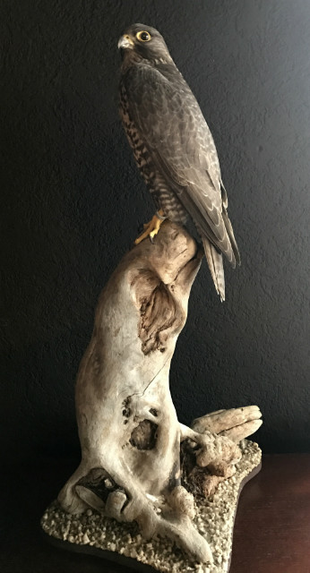 Stuffed gyrfalcon