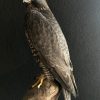 Stuffed gyrfalcon