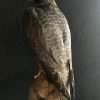 Stuffed gyrfalcon