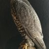 Stuffed gyrfalcon