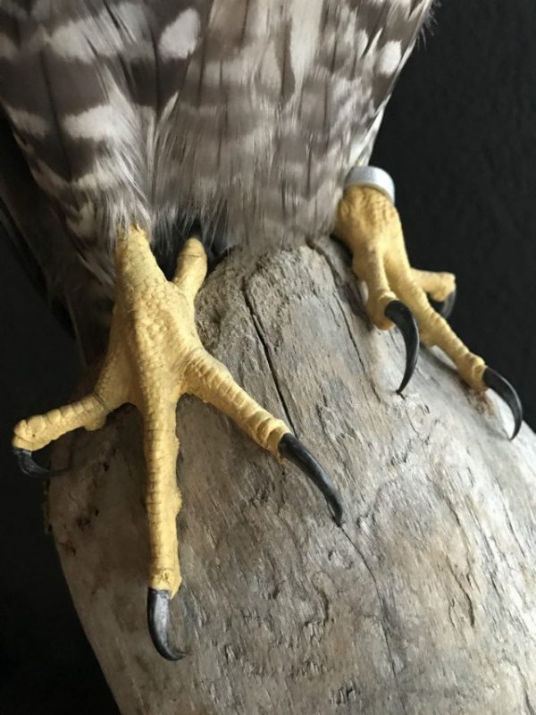 Stuffed gyrfalcon