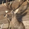 Very impressive stuffed head of a Canadian moose.