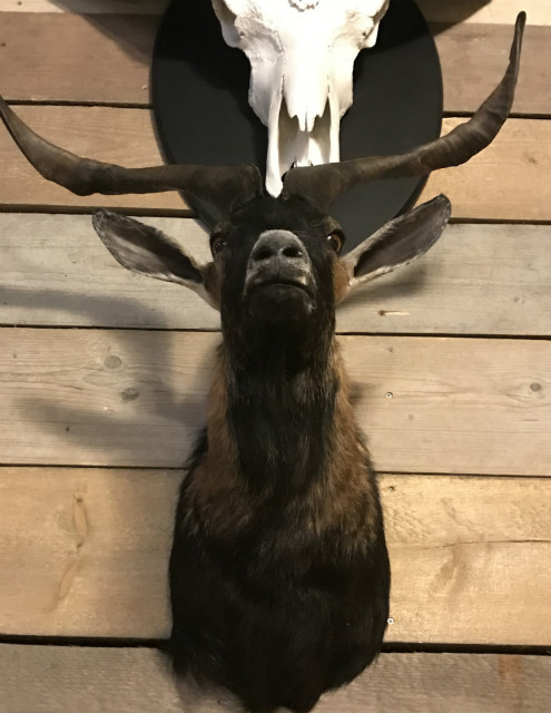Stuffed head of a billy goat with long horns