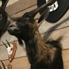 Stuffed head of a billy goat with long horns