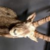 Stuffed head of a capricorn ibex