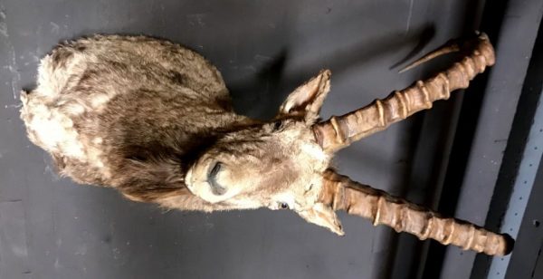 Ausgestopfter Kopf eine grosse Steinbock