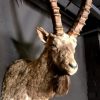 Stuffed head of a capricorn ibex