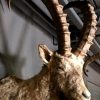 Stuffed head of a capricorn ibex