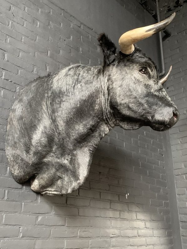 Stuffed head of a dark gray Spanish fighting bull