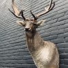 Taxidermy head of a fallow deer.