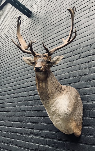 Stuffed head of a fallow deer