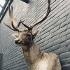 Stuffed head of a fallow deer