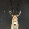 Stuffed head of a grand gazelle