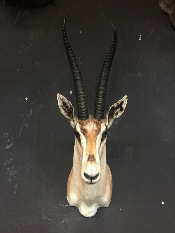 Ausgestopfter Kopf eines grand Gazelle