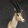 Vintage ausgestopfter Kopf eines grand Gazelle