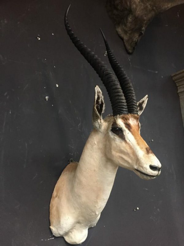 Stuffed head of a grand gazelle