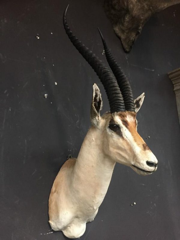 Ausgestopfter Kopf eines grand Gazelle