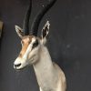 Stuffed head of a grand gazelle