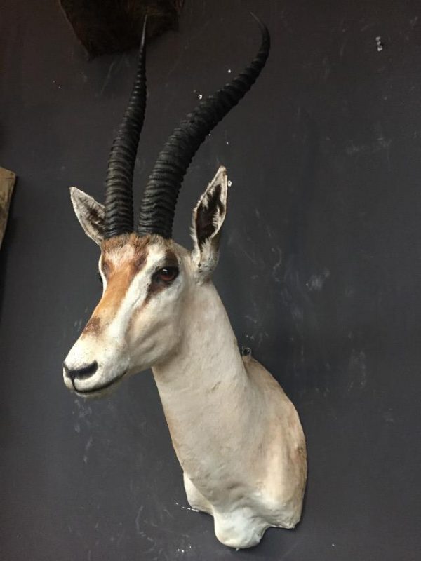 Stuffed head of a grand gazelle