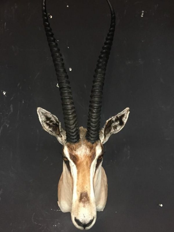 Stuffed head of a grand gazelle