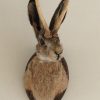 Stuffed head of a hare with antlers
