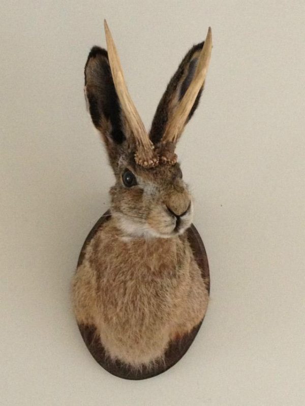 Stuffed head of a hare with antlers