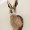 Stuffed head of a hare with antlers
