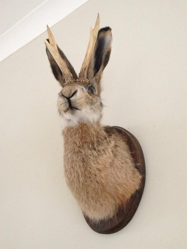 Stuffed head of a hare with antlers