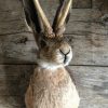 Stuffed head of a hare with antlers