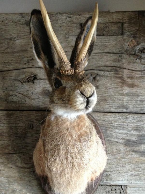 Stuffed head of a hare with antlers
