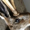 Stuffed head of a hare with antlers