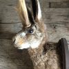 Stuffed head of a hare with antlers
