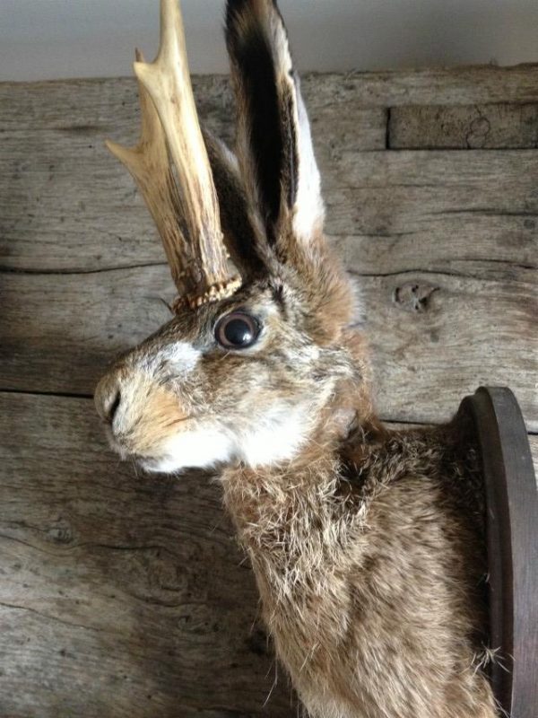 Stuffed head of a hare with antlers