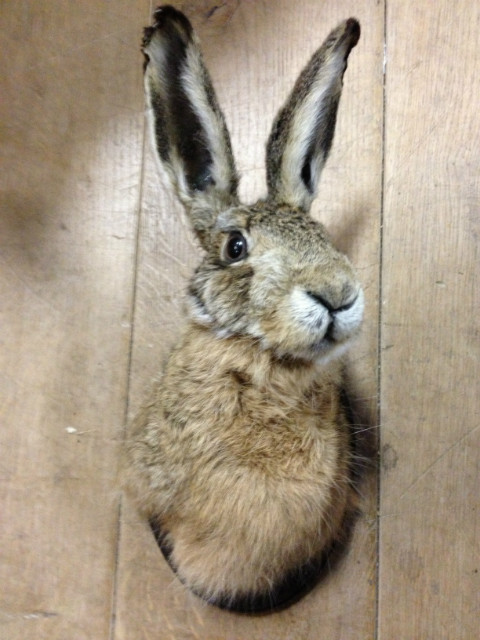 Stuffed head of a hare. With or without antlers.