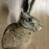 Stuffed head of a hare. With or without antlers.