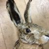 Stuffed head of a hare. With or without antlers.