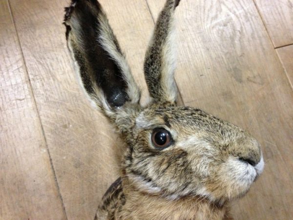 Stuffed head of a hare. With or without antlers.