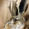 Stuffed head of a hare. With or without antlers.