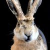 Stuffed head of a hare. With or without antlers.