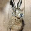 Head of a hare with antlers