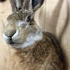 Head of a hare with antlers