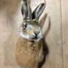 Head of a hare with antlers