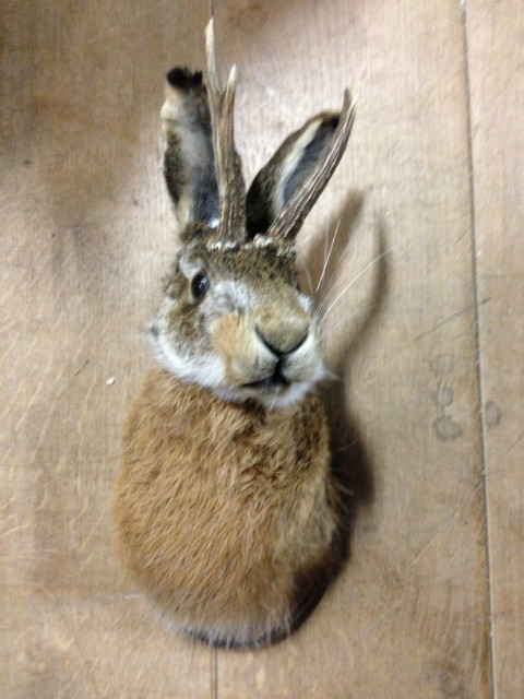 Stuffed head of a hare. With or without antlers