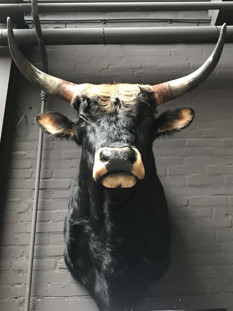 Stuffed head of a huge Heck bull