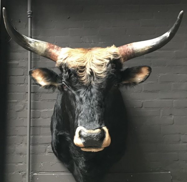 Stuffed head of a huge Heck bull