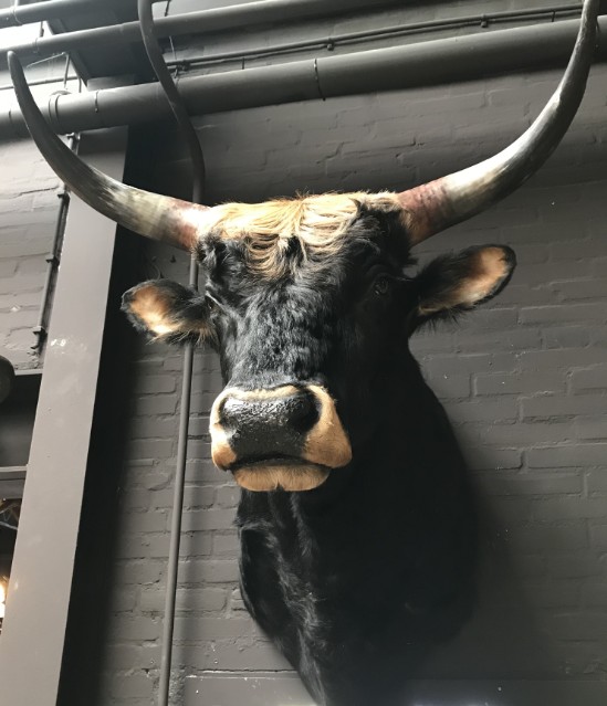 Stuffed head of a huge Heck bull