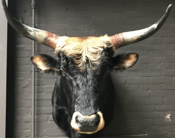 Stuffed head of a huge Heck bull