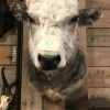 Stuffed head of a Hungarian cow.