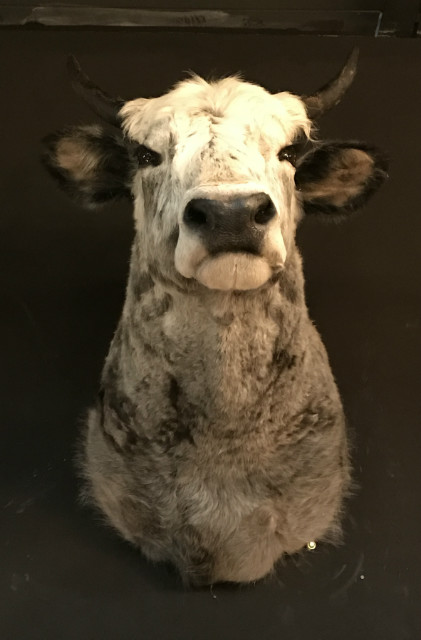 Stuffed head of a Hungarian steppe cattle